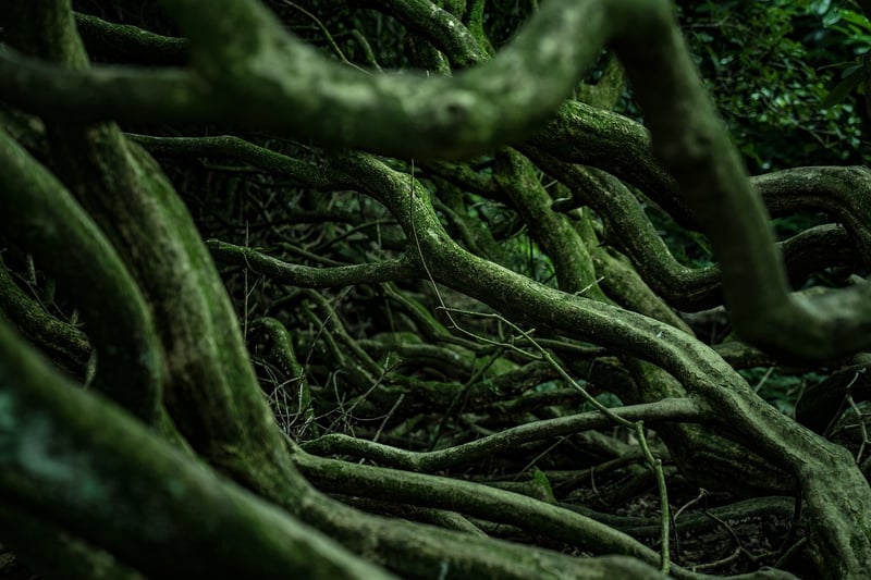Enchanted Roots