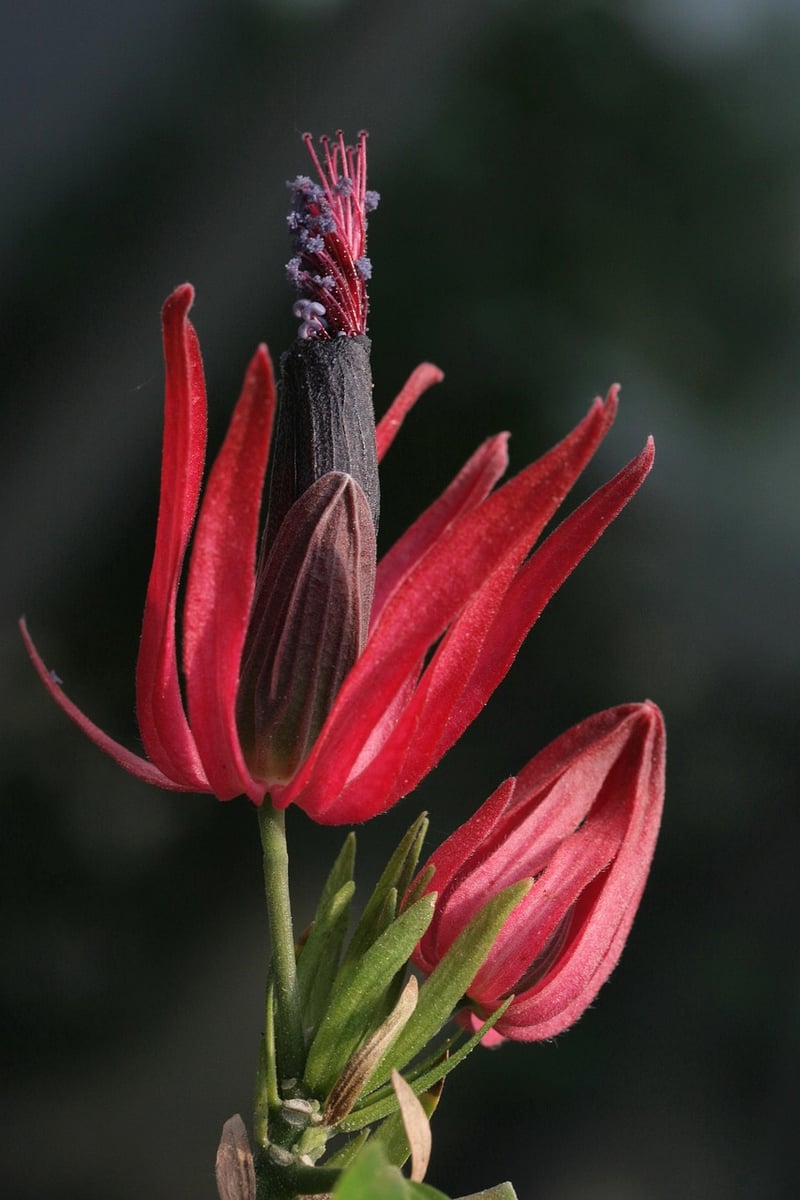 Spellbound Blossoms