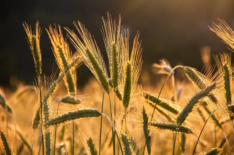 Wondrous Harvest