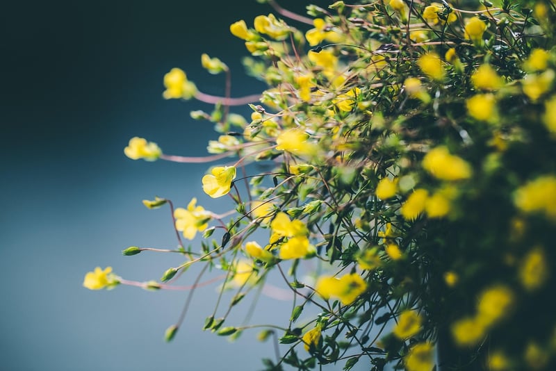 Flourishing Plants
