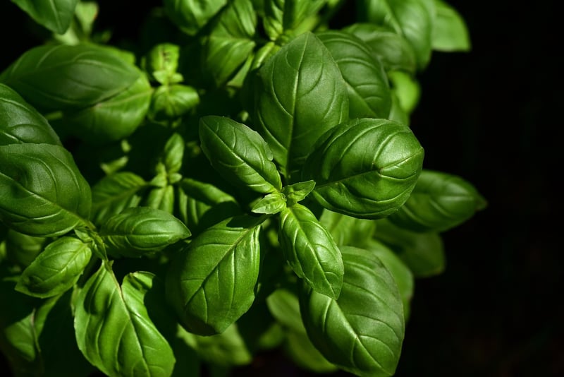 Sage Herbs